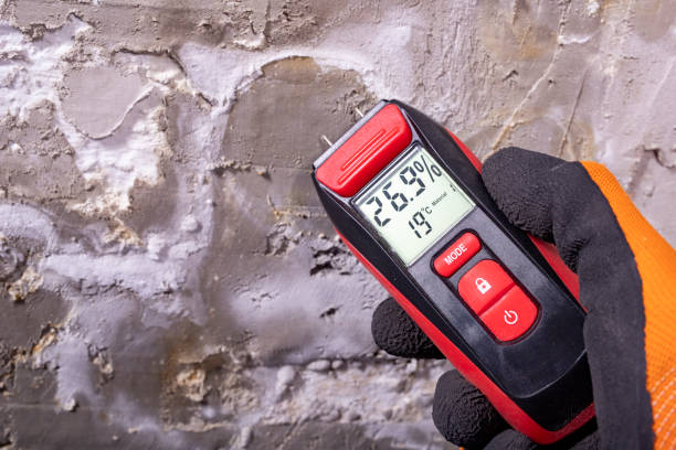 Best Black Mold Removal  in Flence, OR