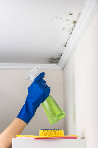 Best Professional Mold Removal  in Flence, OR
